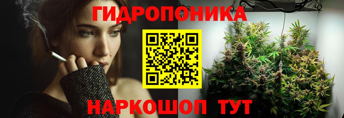 Каннабис планчик Кизляр